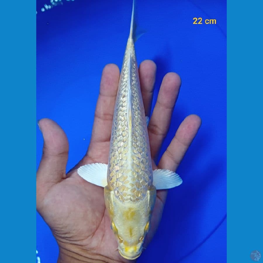 Yamabuki ogon ginrin 22 cm