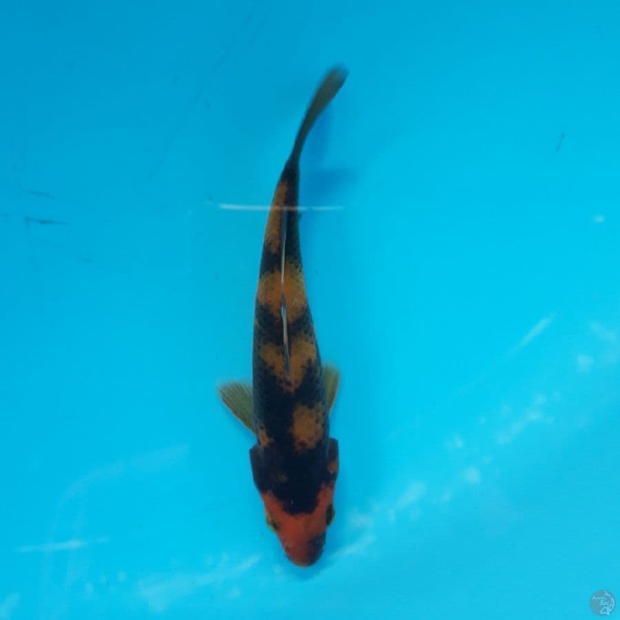Minion -Hi Utsuri B 13cm