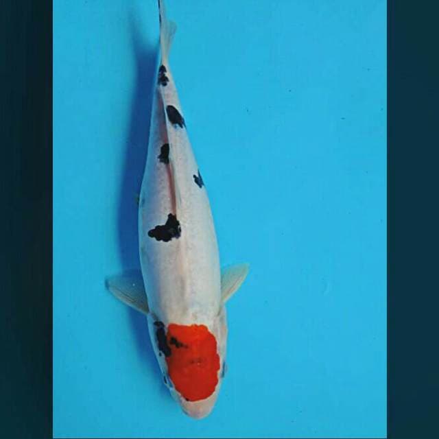 Tancho sanke doit 29cm