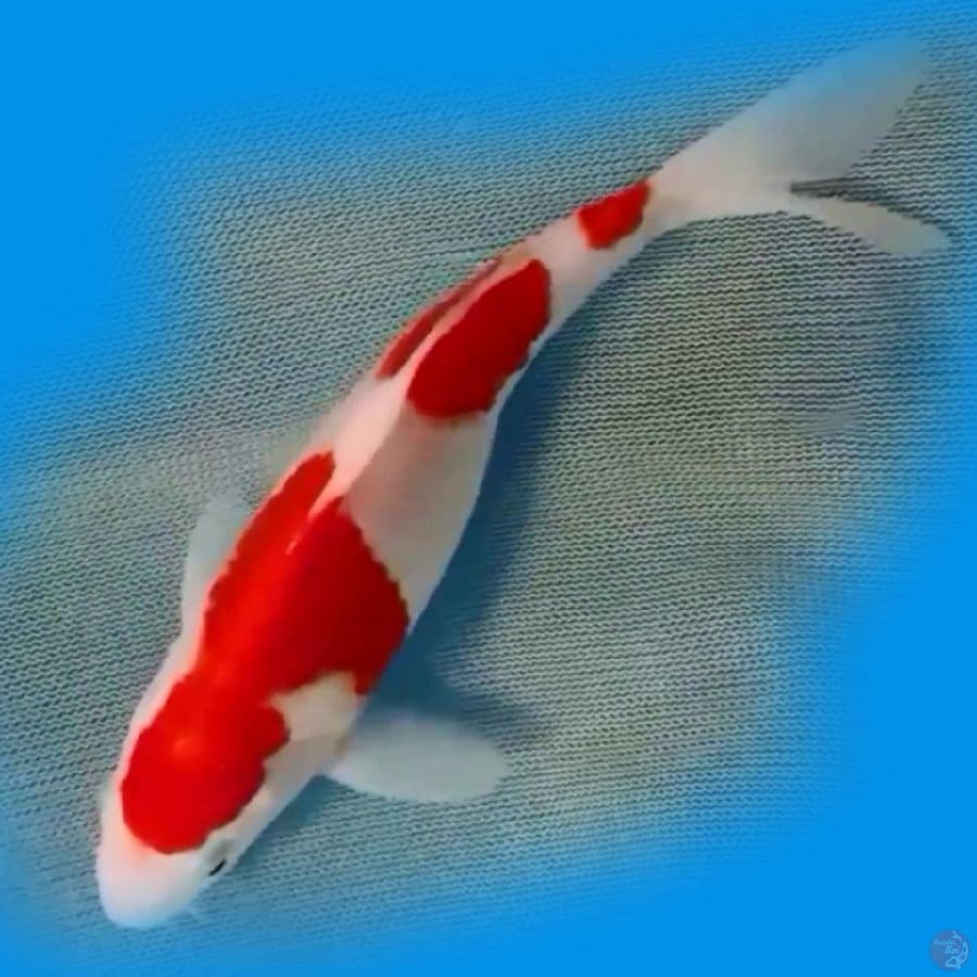 FR 18