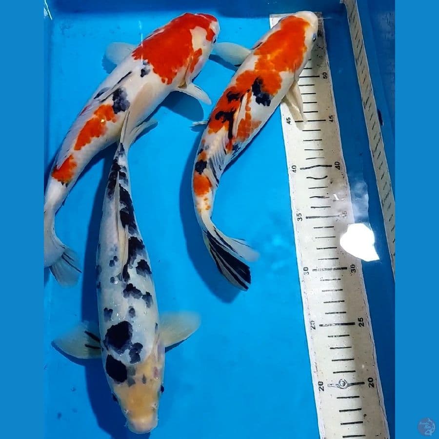 SANKE BEKKO 30-33 CM