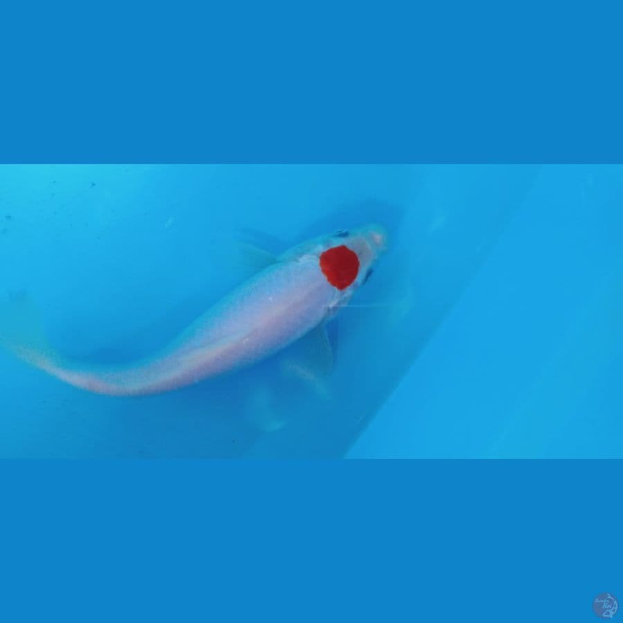 Tancho HQ HALUSS MULUSS