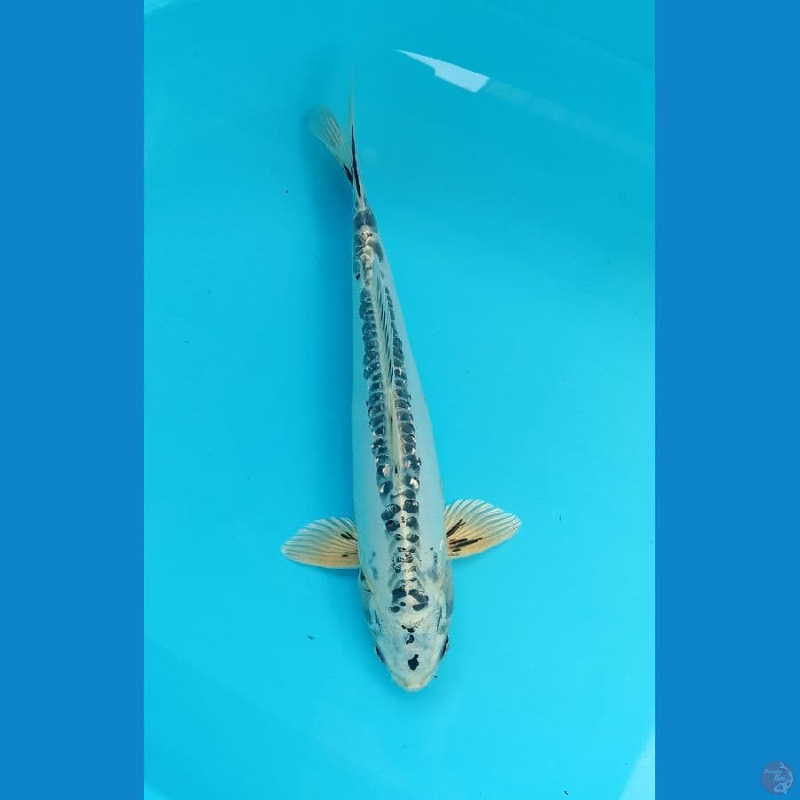 kikushui 30cm