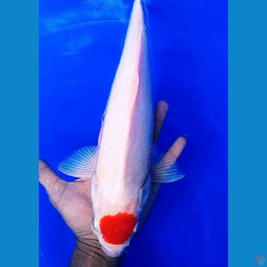 Tanco kohaku male 40 bu/38 cm