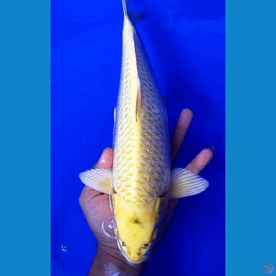 Gold mukashi ginrin male 35 cm