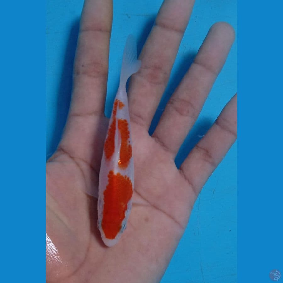 ® Minikuper 9.Cm kohaku