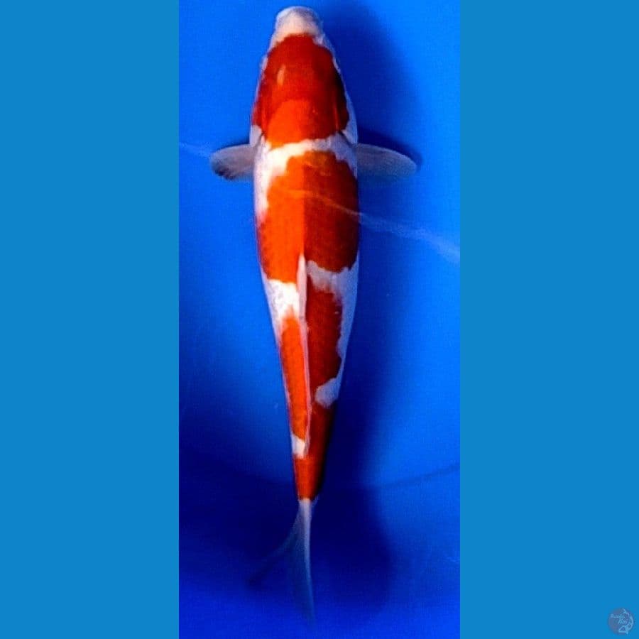 kohaku