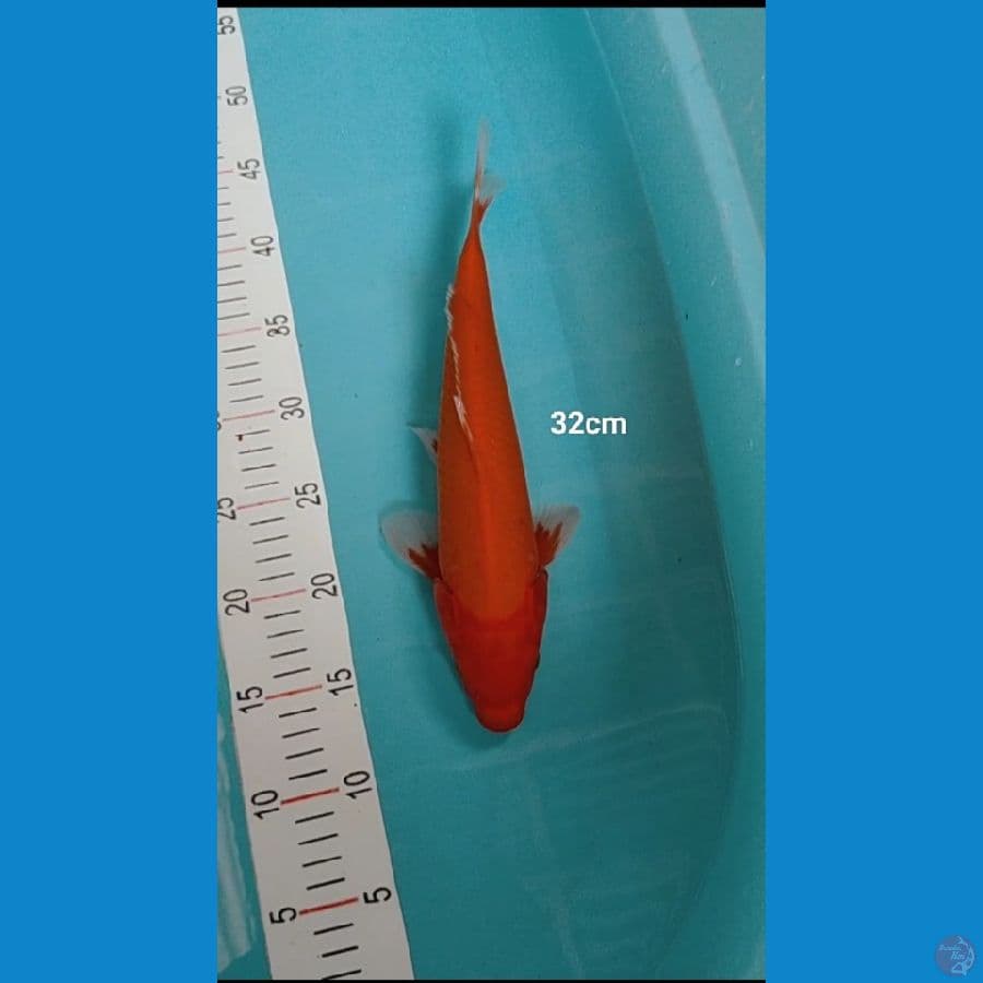 aka hajiro 32cm