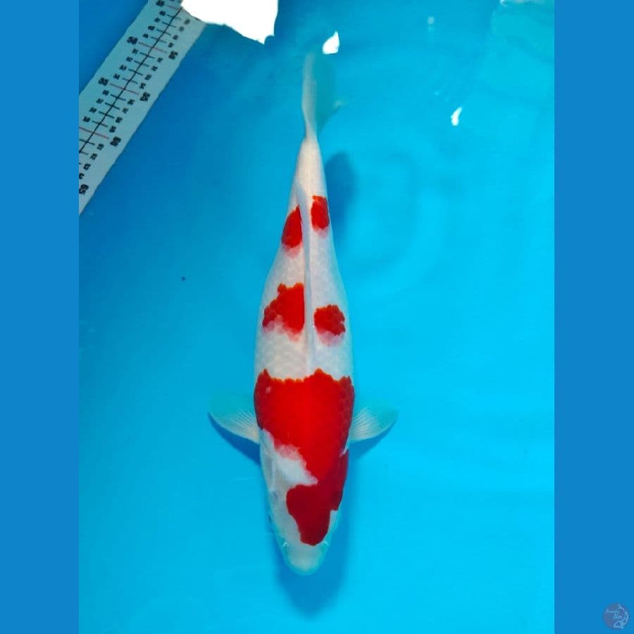 kohaku 35cm