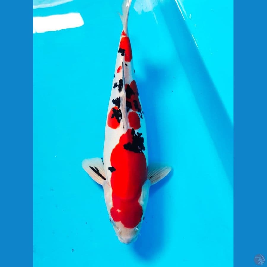 sanke doithsu male 34cm