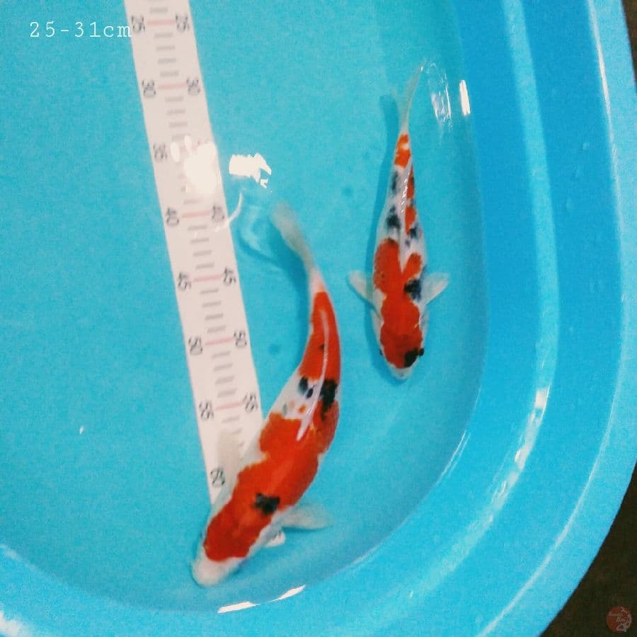Showa 25-35 cm