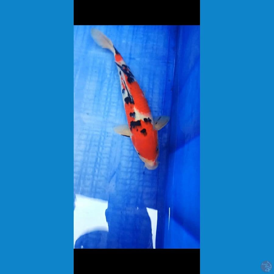 Sanke 30 cm