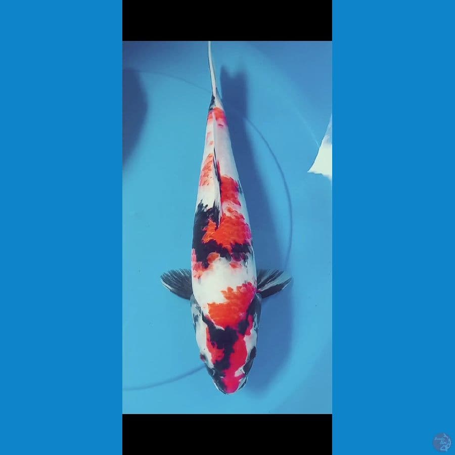 Showa 35CM