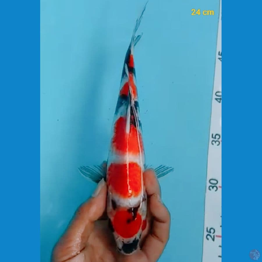 maruten showa 24 cm