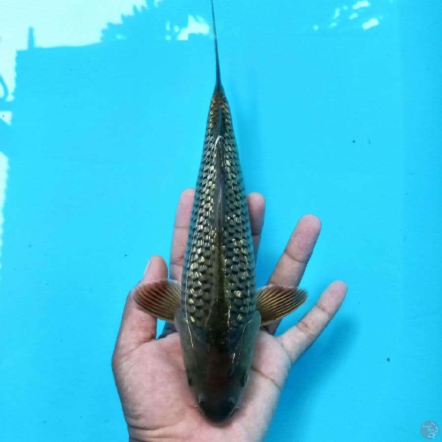 *SORAGOI GINDRIN// 28 CM*