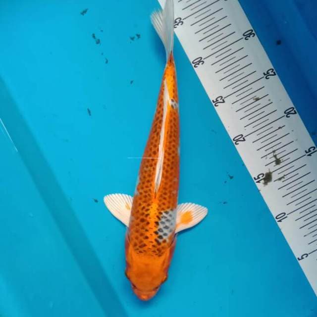 kujaku 31 cm