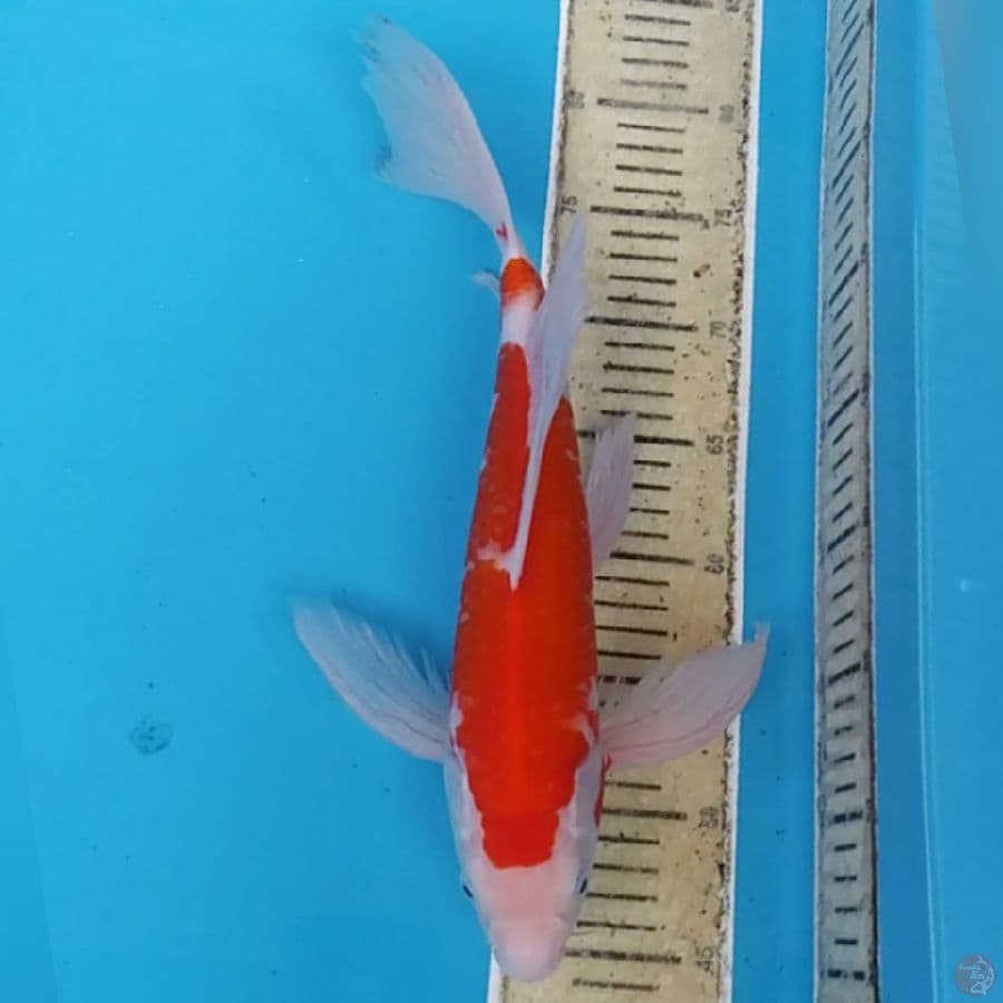 Kumpay Kohaku ~37