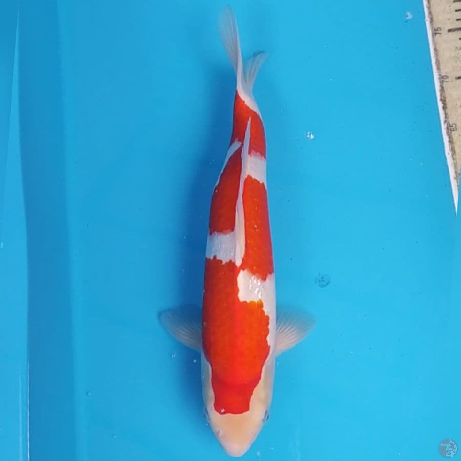Kohaku Inazuma- ~40