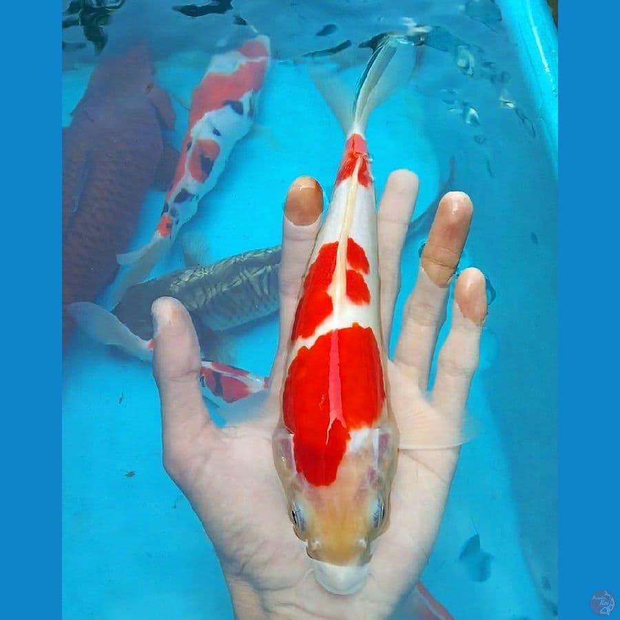 kohaku Red Strong 27cm
