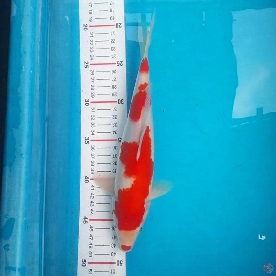 Kucibeni Kohaku 27cm