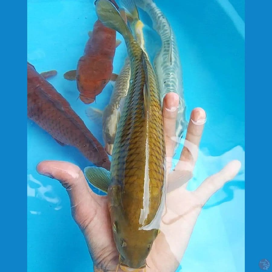 Midorigoi 32cm