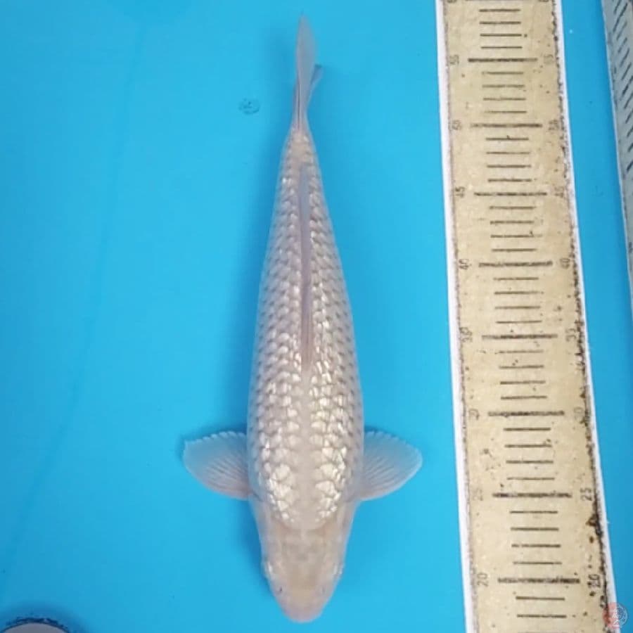 Soragoi Ginrin Bulky Berpunuk ~37