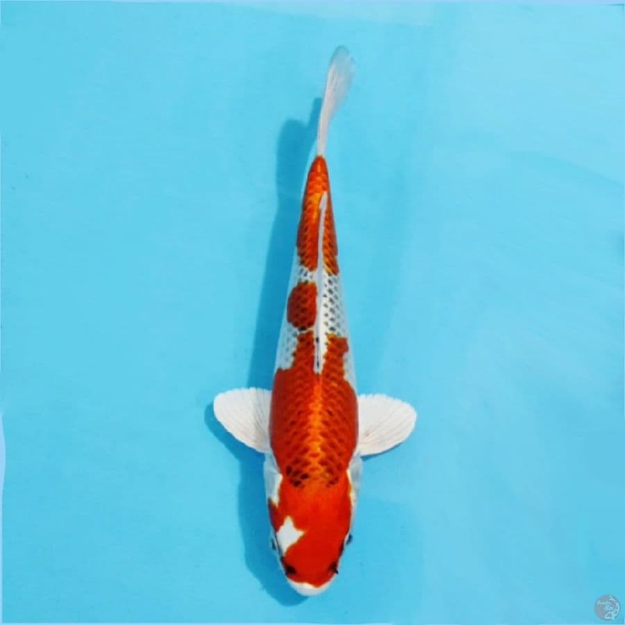 ٤ ready show kujaku full hikari size 22cm