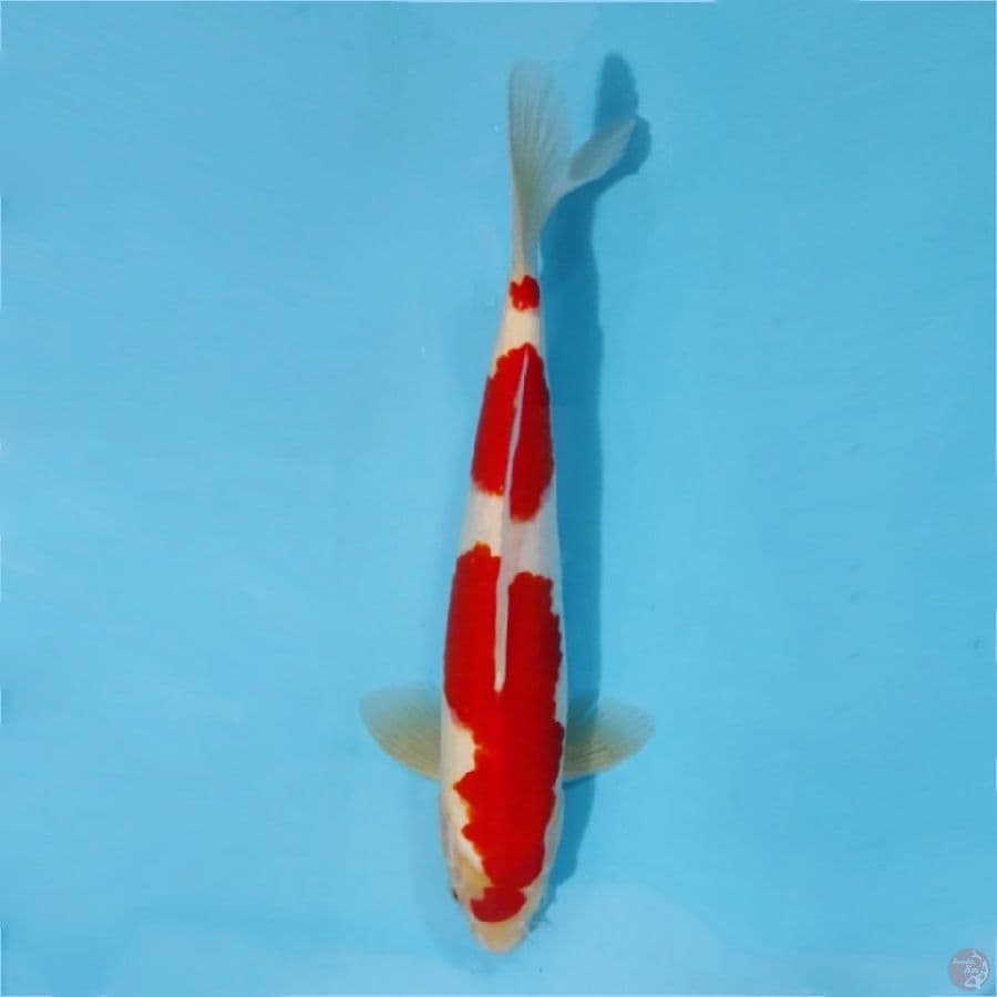٥ ready show kohaku beni quality size 30cm ml