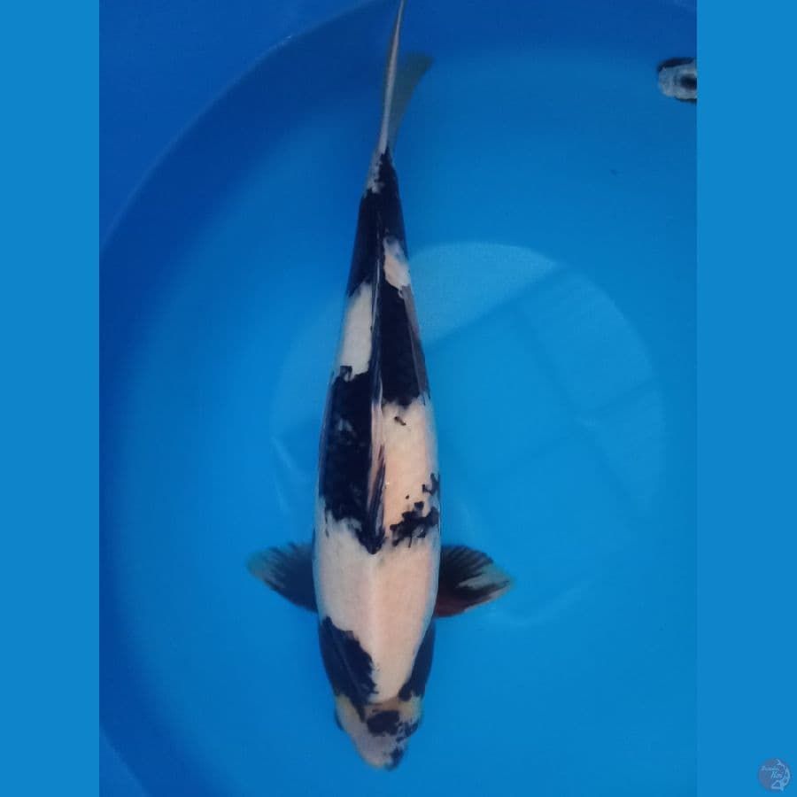Shiro Omosako, 56cm, Jantan