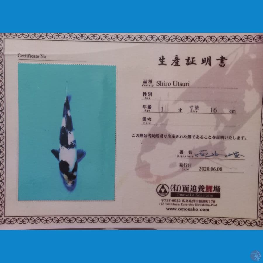 Shiro Omosako, 56cm, Jantan