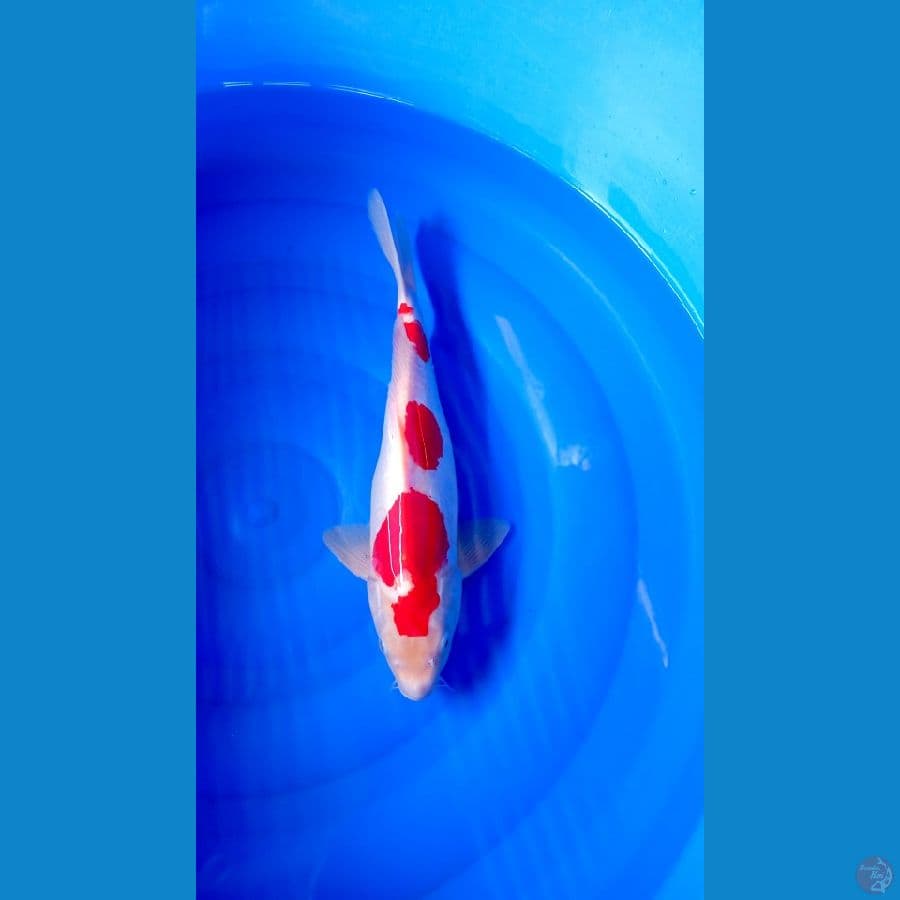 Doitsu 38Cm