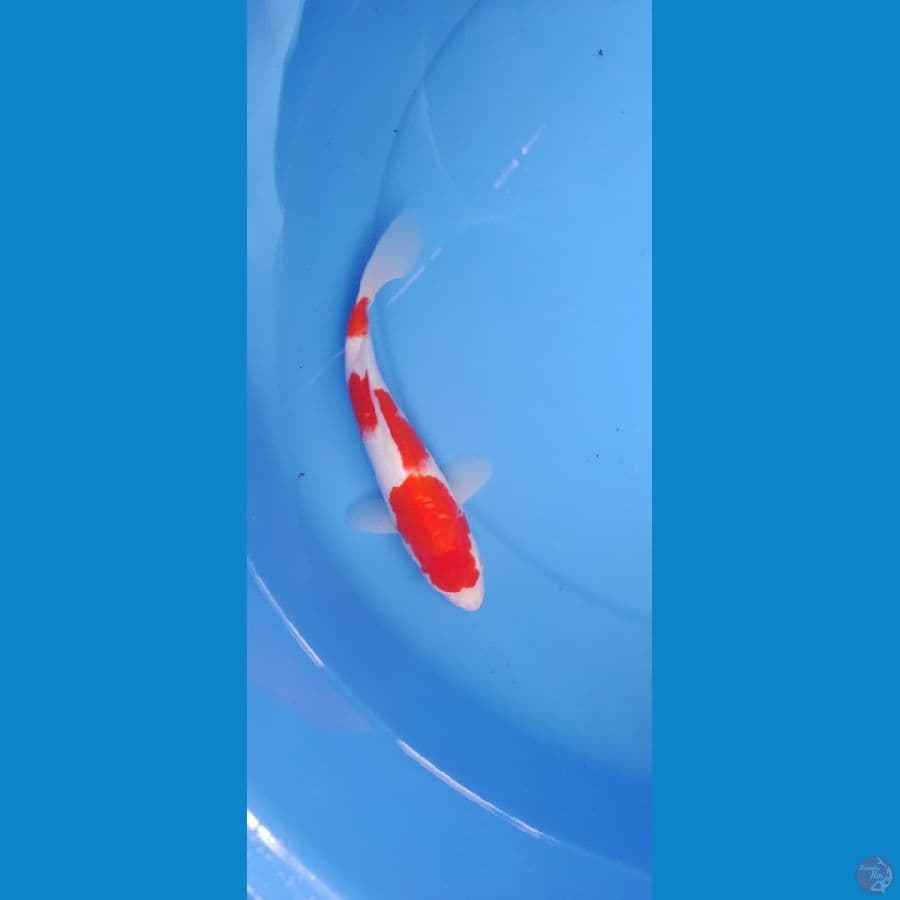 kohaku 24cm