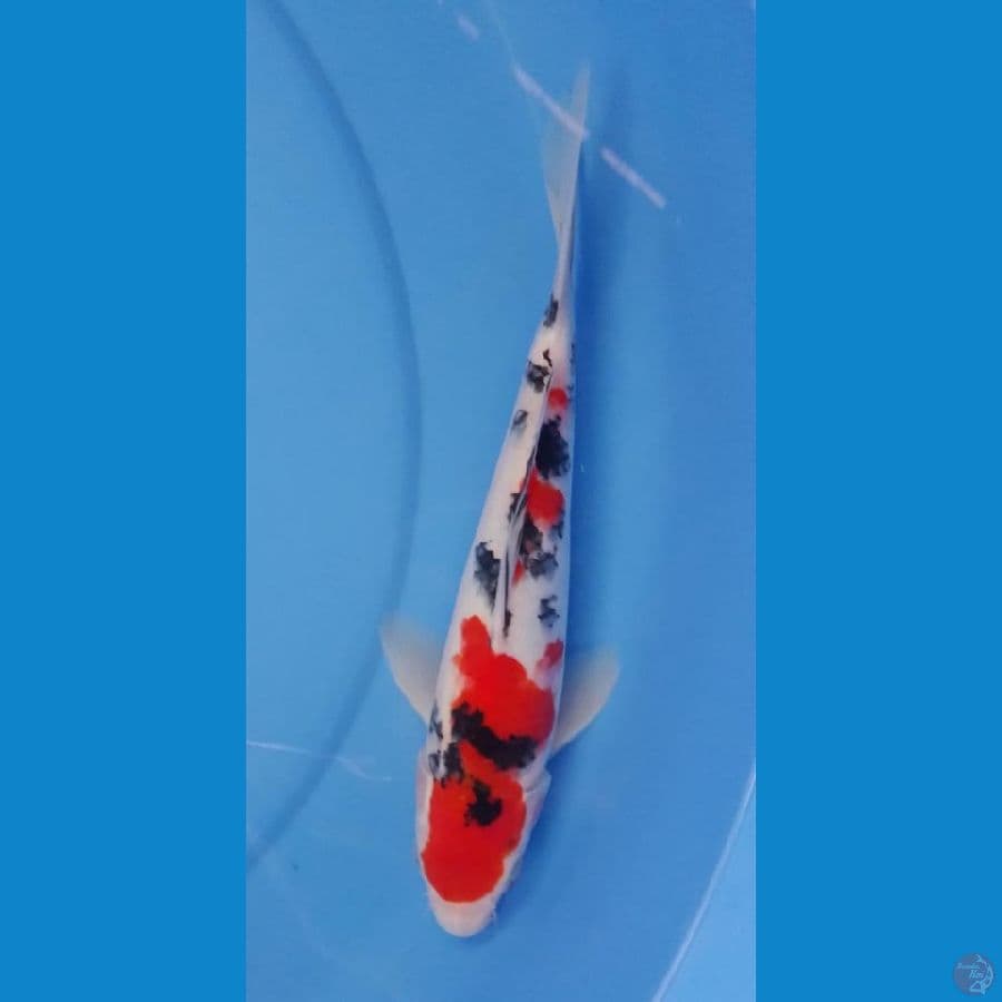 Sanke 27cm