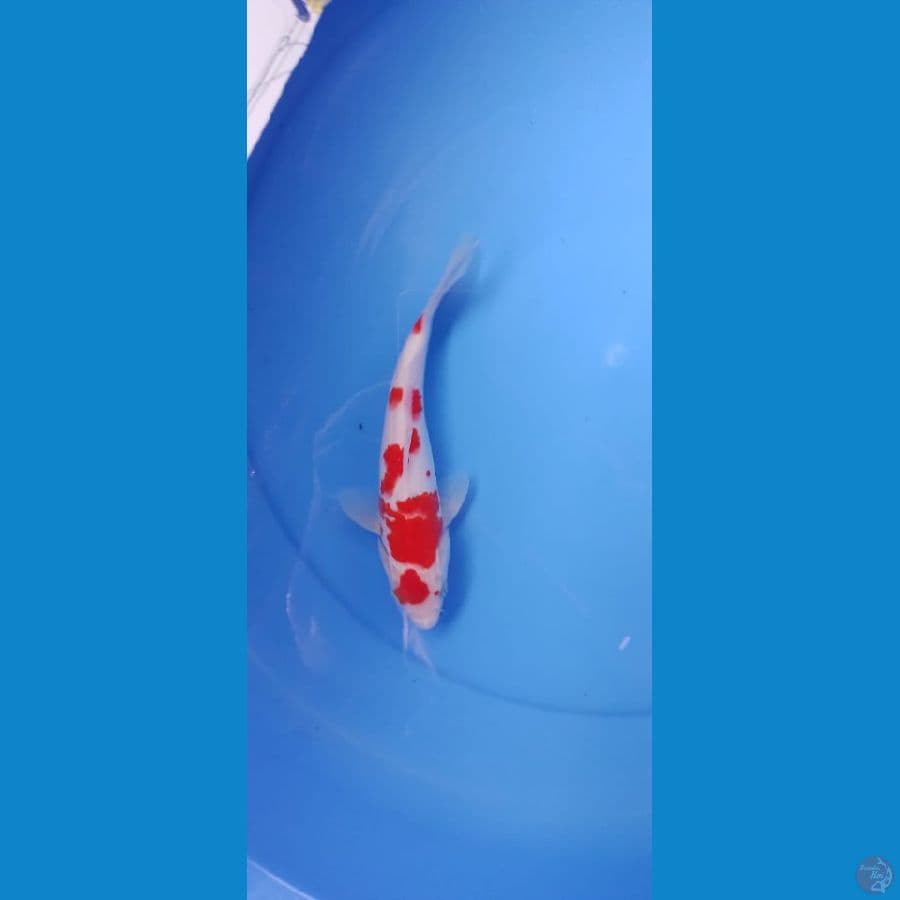sanke 24cm