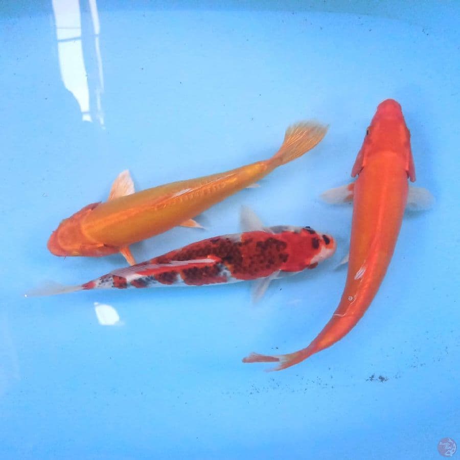 Paket Mix 3 ekor 25-28 cm