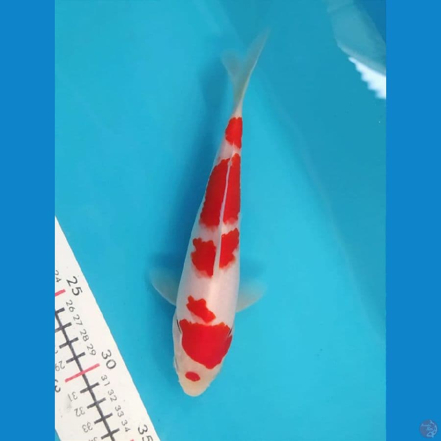 Kohaku size 20 cm