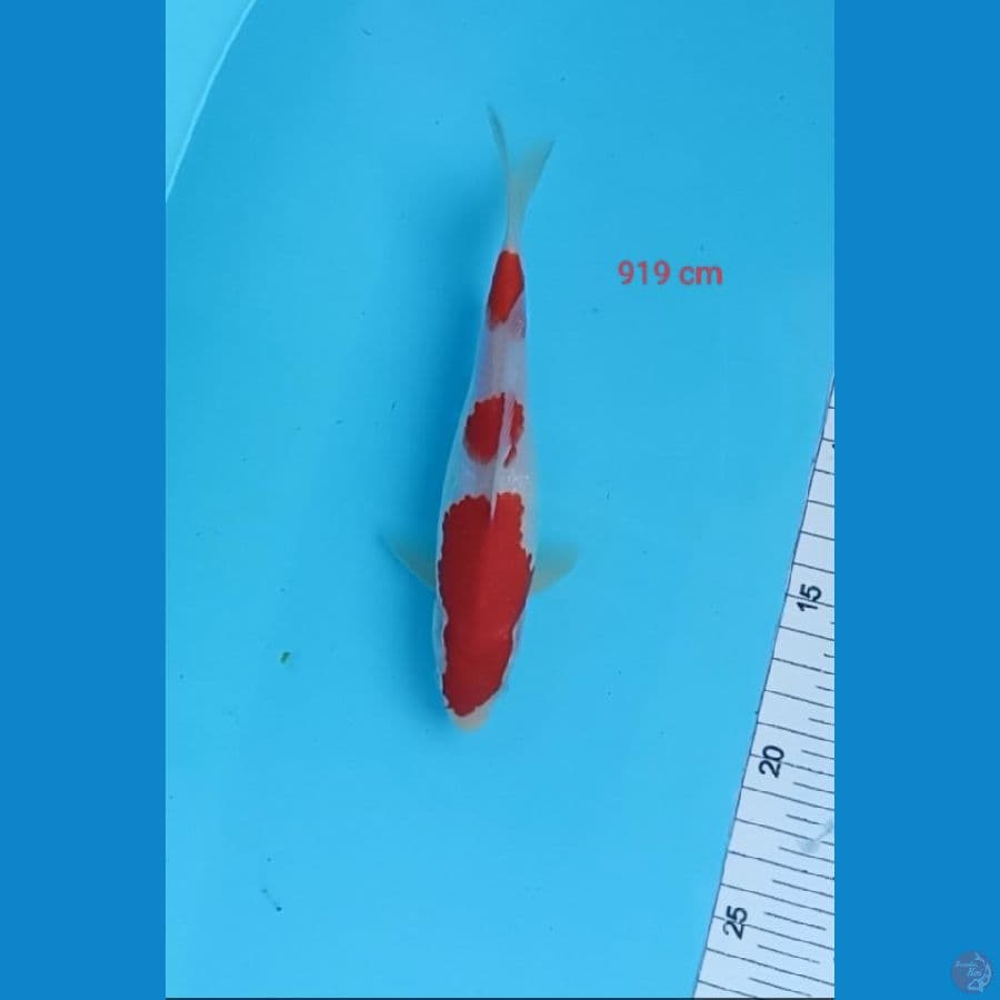 kohakhu 19 cm strong