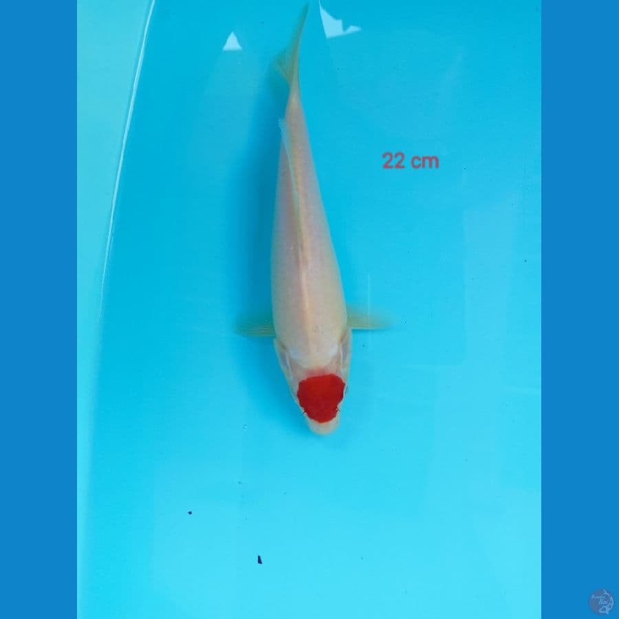 Tancho 22 cm