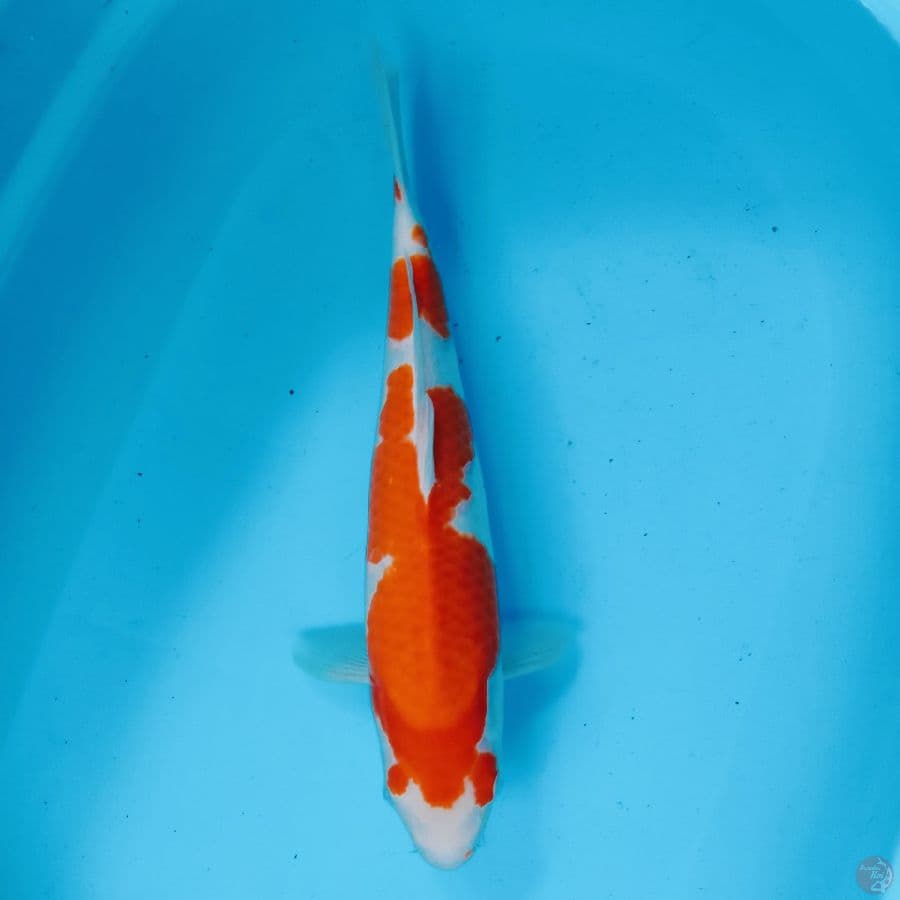 kohaku 40 cm fm