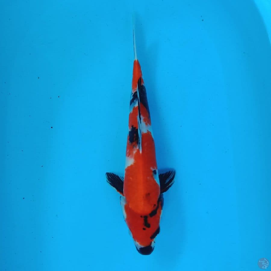 showa 37 cm