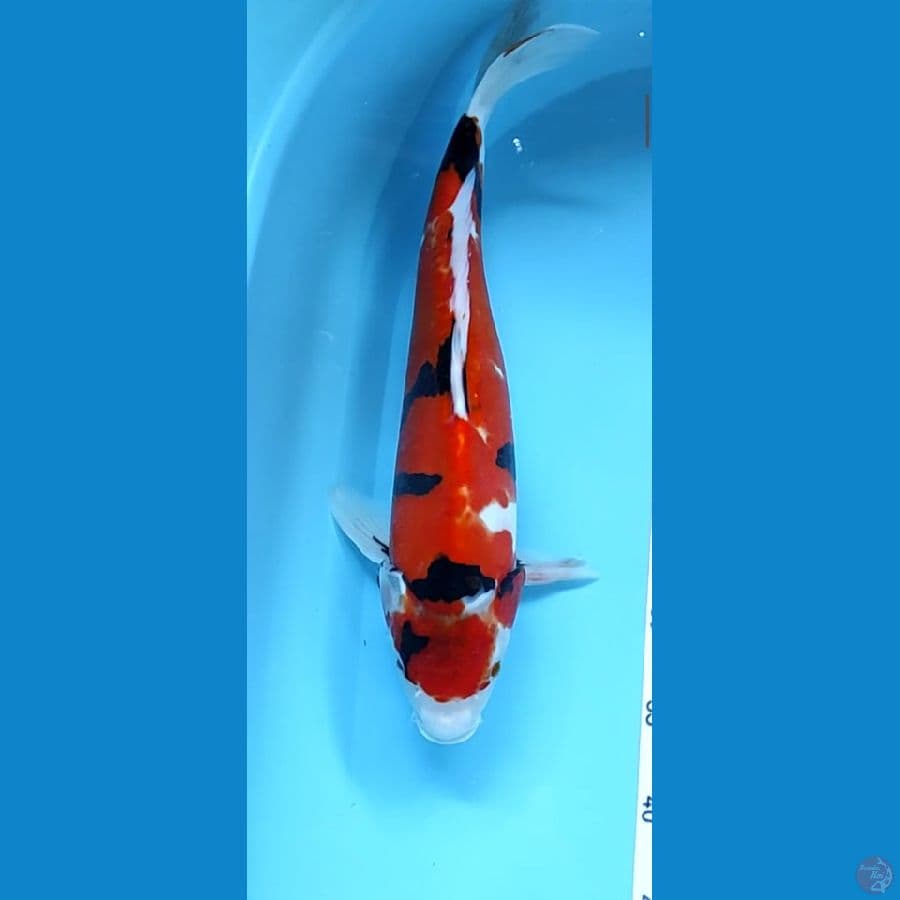 showa doitsu f42cm