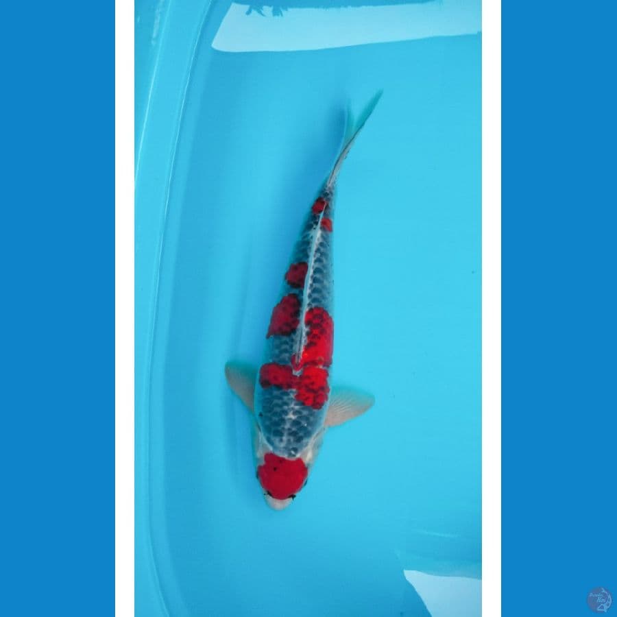 Male 40cm