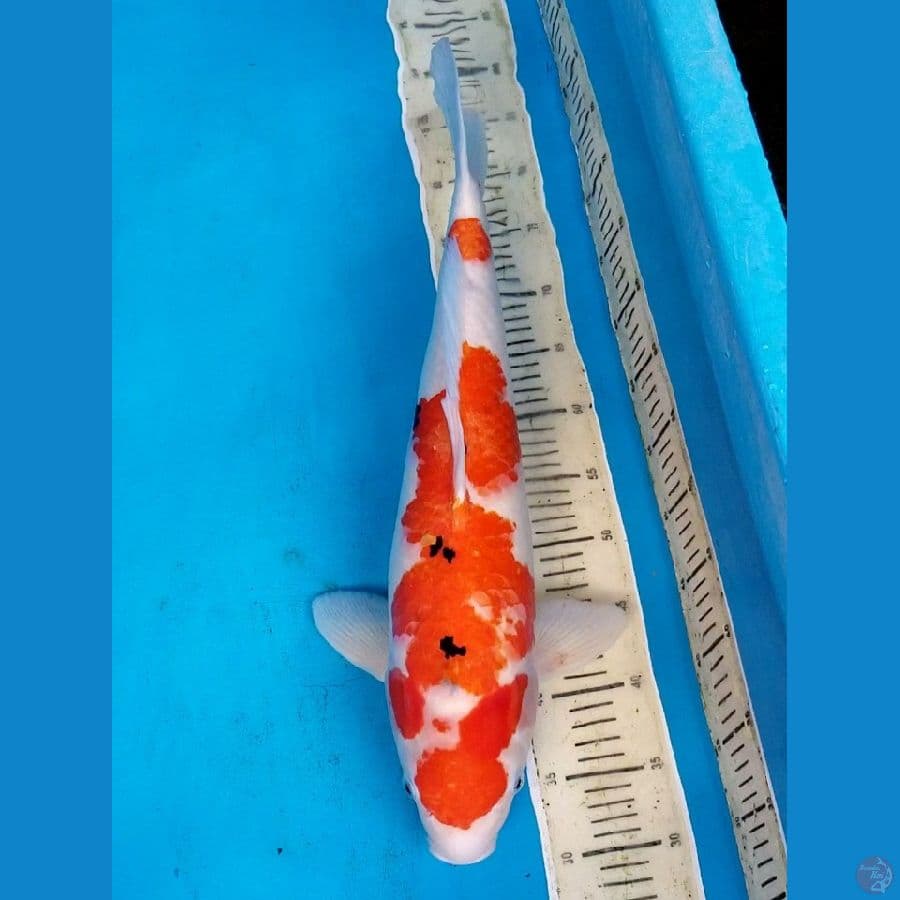 55 CM FEMALE