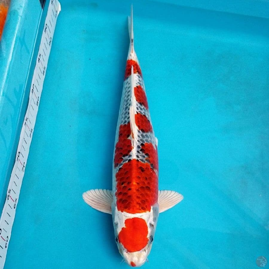 MARUTEN KUJAKU 39 CM MALE