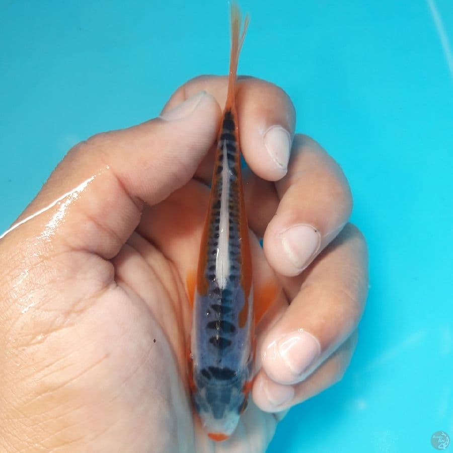 Minion - Shusui E 13cm