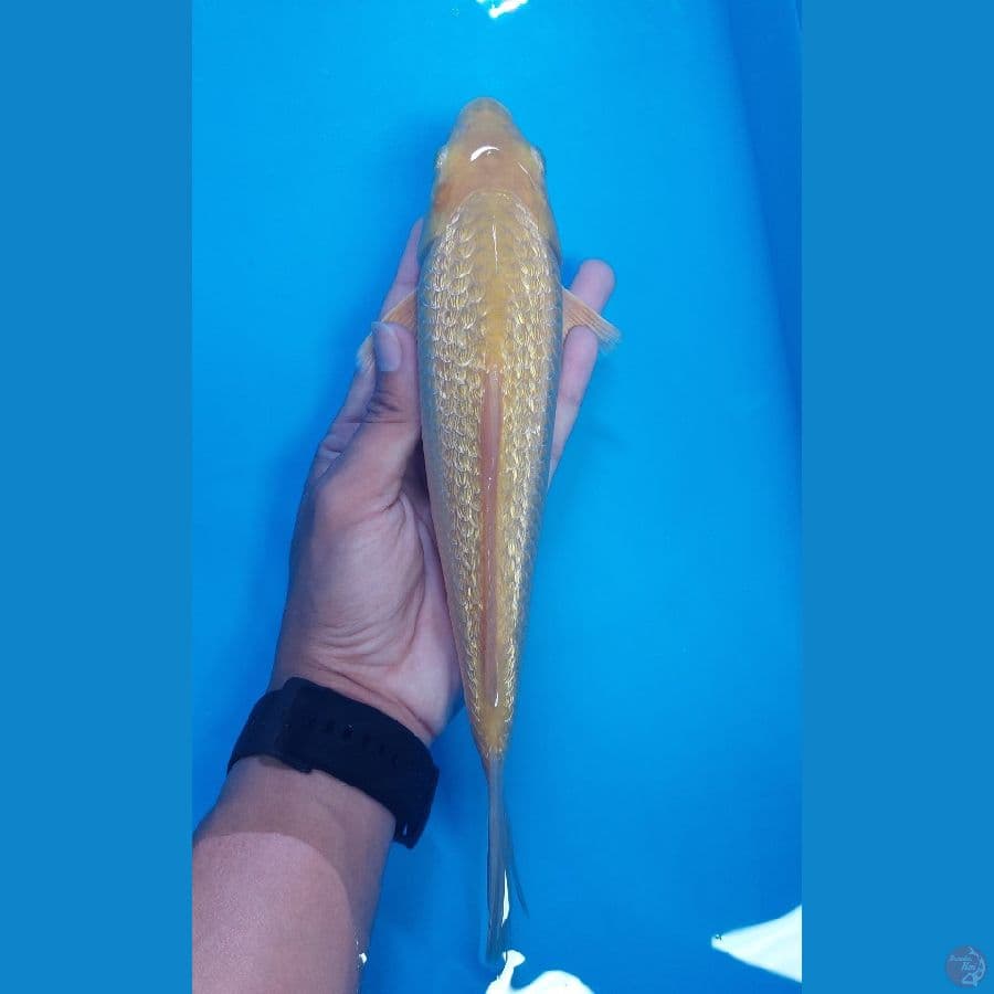 SQ karasi munuk top ginrin 27cm