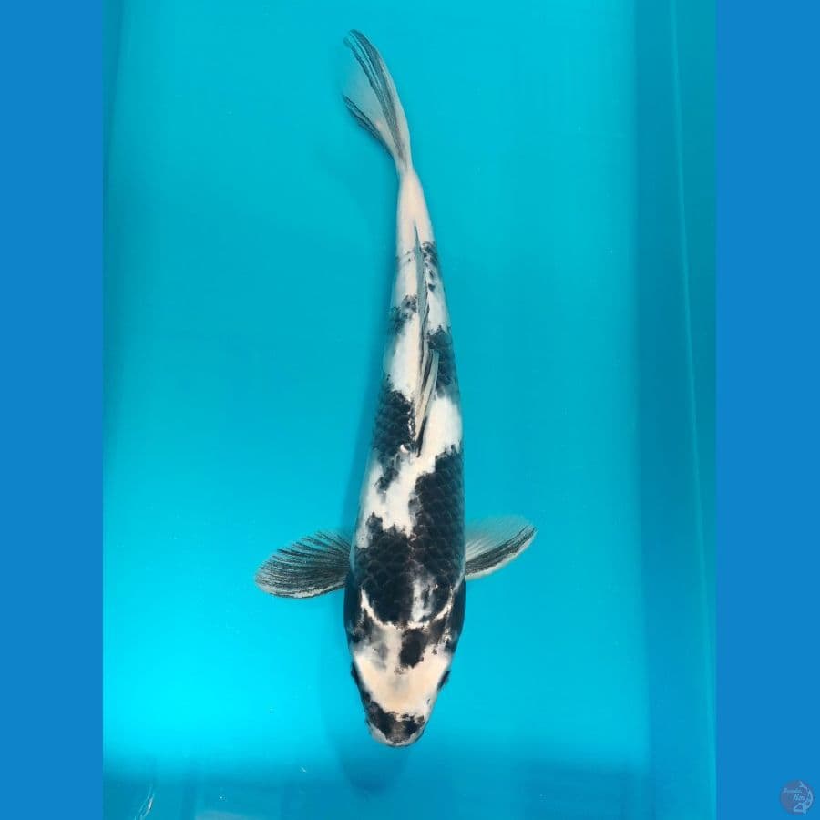 kin shiro 38cm