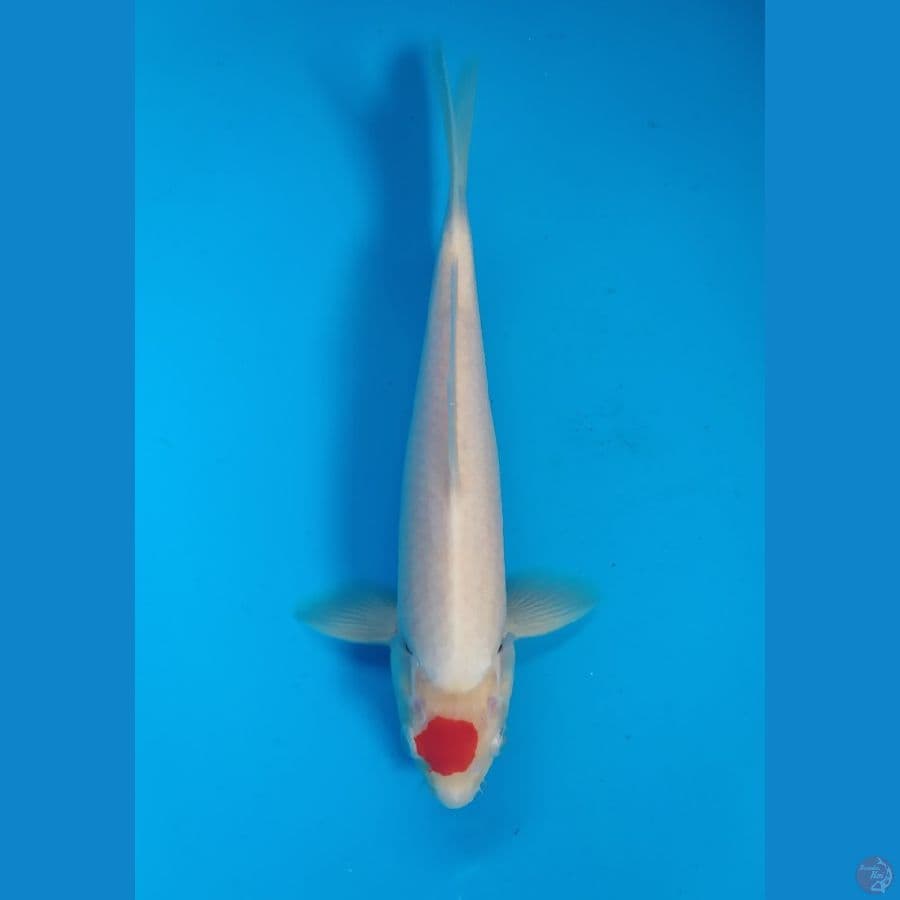 tanco kuhaku male