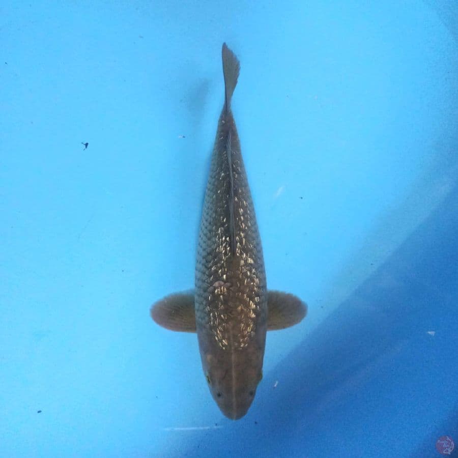 CHAGOI GINRIN 25CM