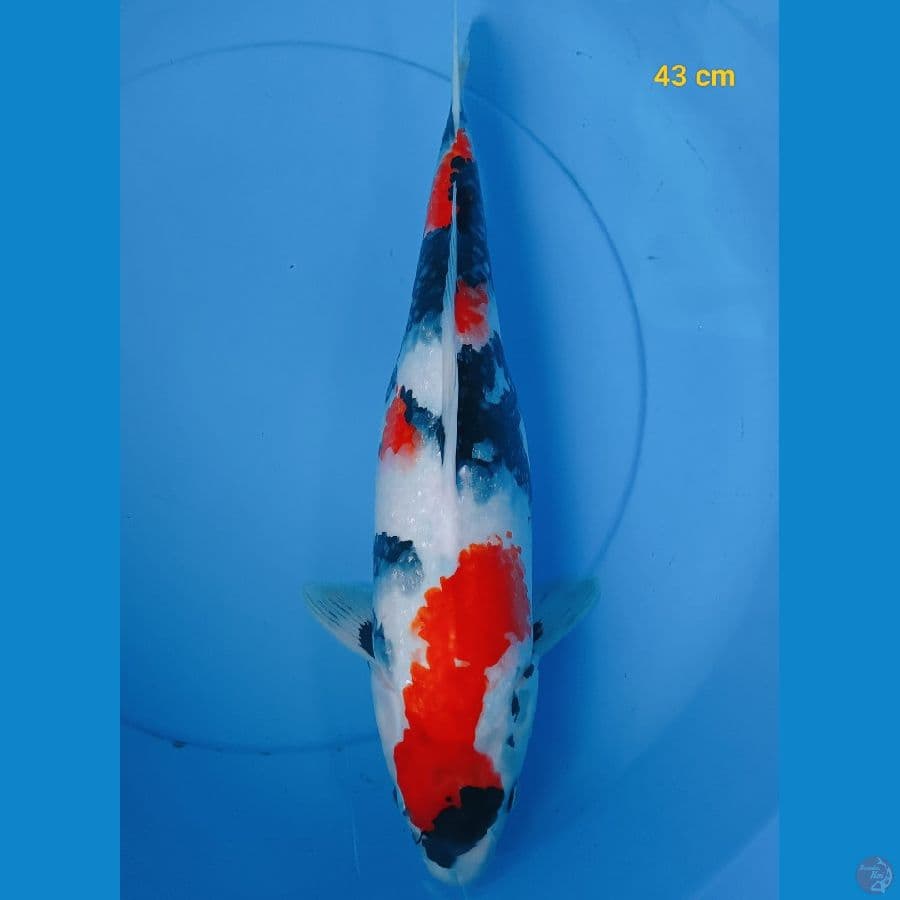 Super Quality FM 43 cm